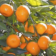 Nagpur Orange Plants — Orange sapling available at Agro Nursery Garden